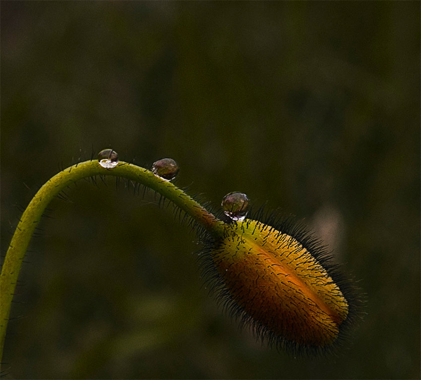 Фото: Олег Дробышев