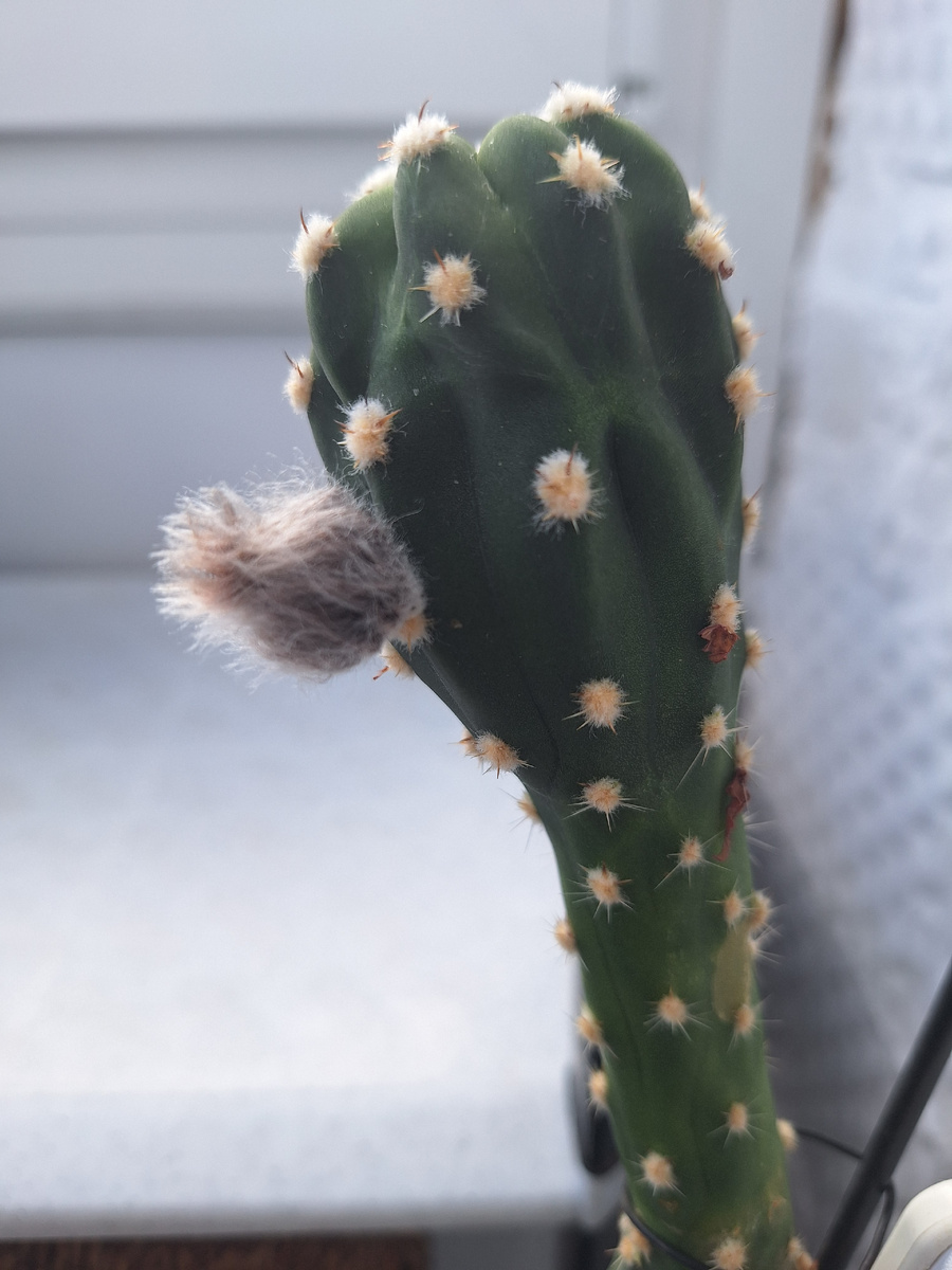 Фото - собственность автора канала "ТАК НАДО".