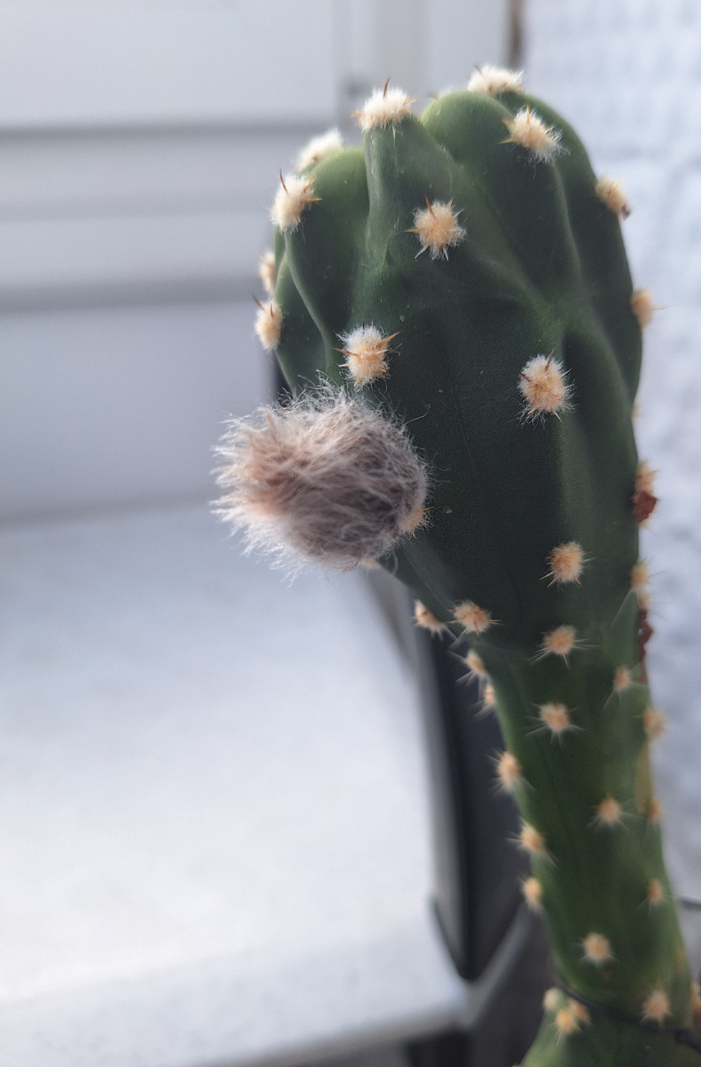 Фото - собственность автора канала "ТАК НАДО".