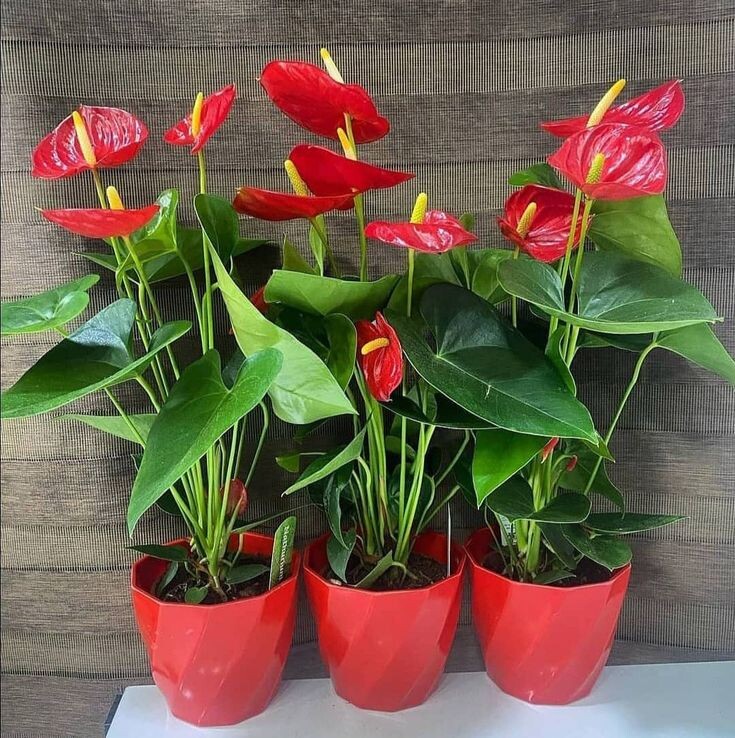 Антуриум. Источник фото Pinterest