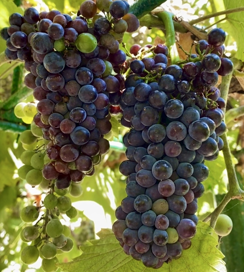 Виноград в беседке гостевого дома