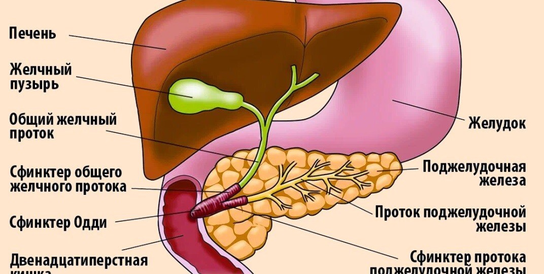 🚫 "Гоним желчь": почему этот древний миф опасен для здоровья?