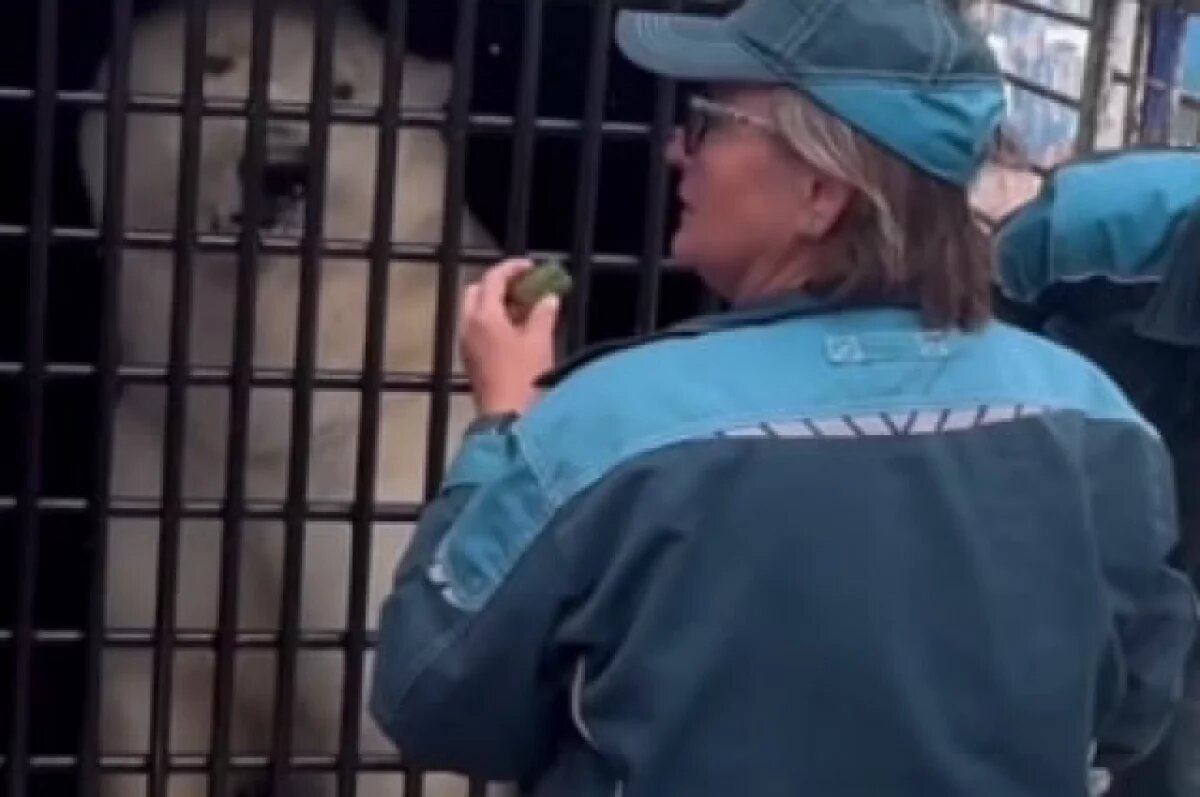    Пермский зоопарк показал, как переезжал 800-килограммовый медведь Сэрику