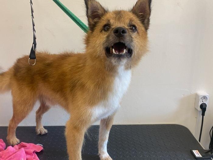     Фото: приют «Бароша»