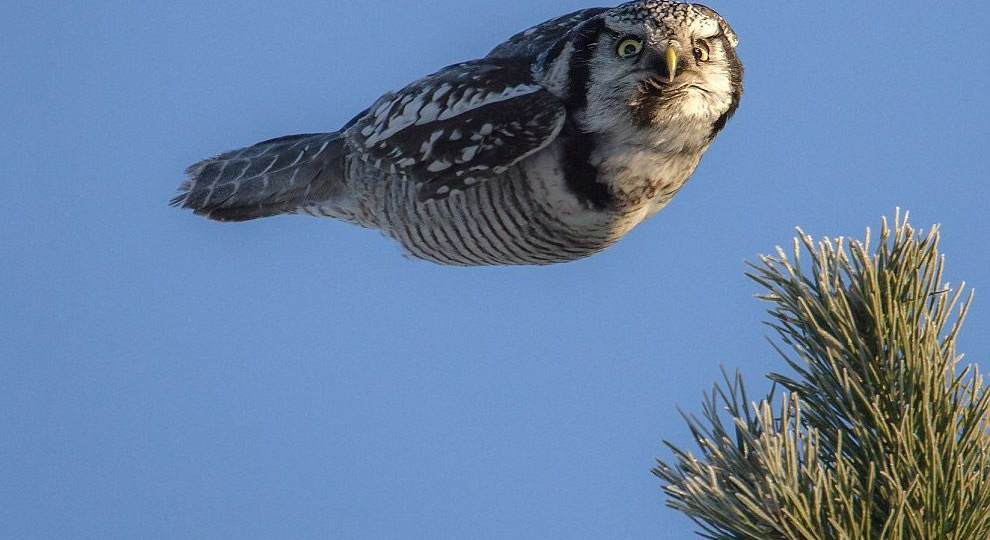 Ястребиная сова: Смесь ястреба и совы. Реально странный хищник степей России