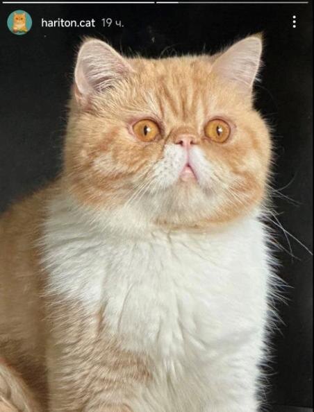 Кот Харитон стал экстрасенсом. Почему это пугает?