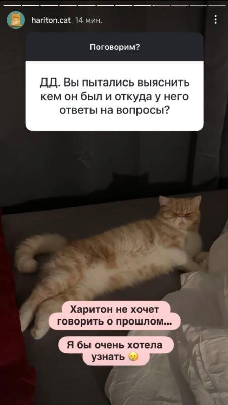 Кот Харитон стал экстрасенсом. Почему это пугает?