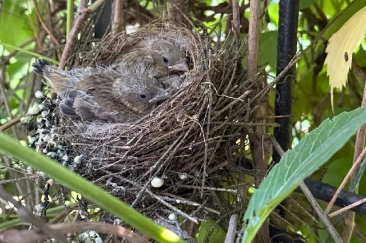    Губернатор Прикамья Махонин обнаружил милую находку на прогулке с детьми