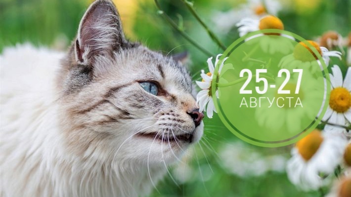 Нумерологический прогноз на 25-27 августа 2025: котики всегда в тренде
