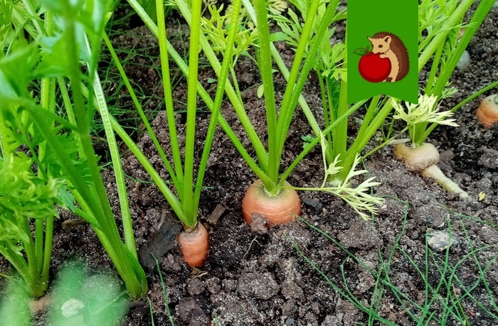 Моркови в августе – обязательно: 3 процедуры, чтобы корнеплоды были крупными, крепкими и сладкими