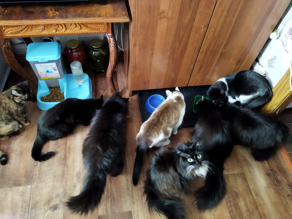 Мери, Ваня, Гома, Беляш, Тася, Гизя, Бася и Джедик (считать слева направо)