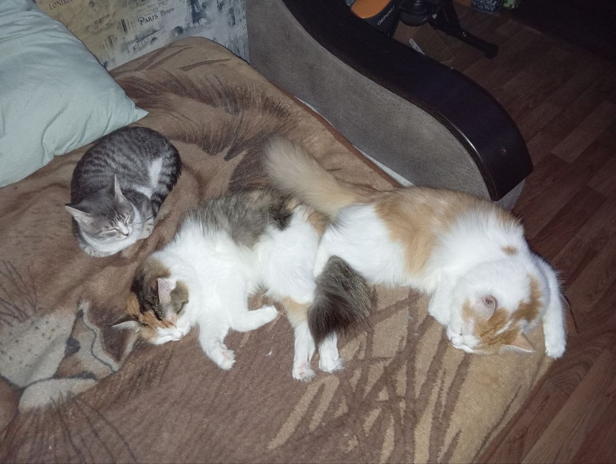 Муся, Вика и Чипа