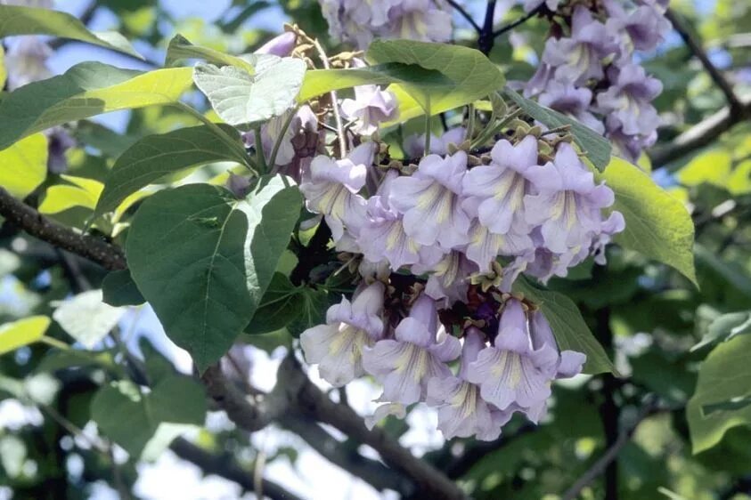 Жду цветения Павловнии