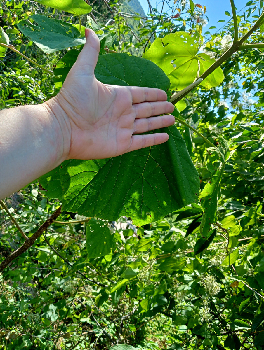 Вот такие листья!