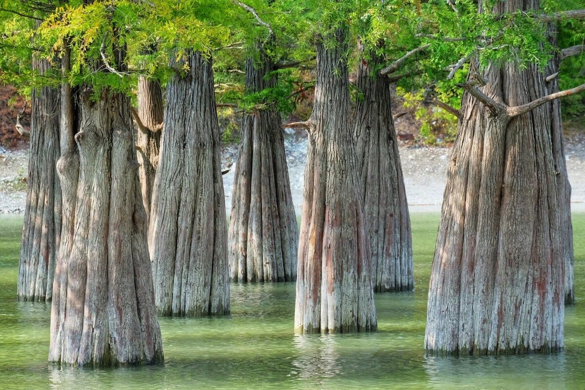 "Кипарисовая роща" Анапа (с.Сукко)