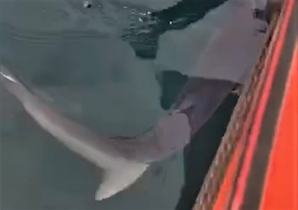     / Источник: Кадр из видео