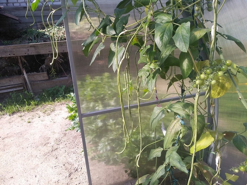 Вигна во время сбора урожая летом