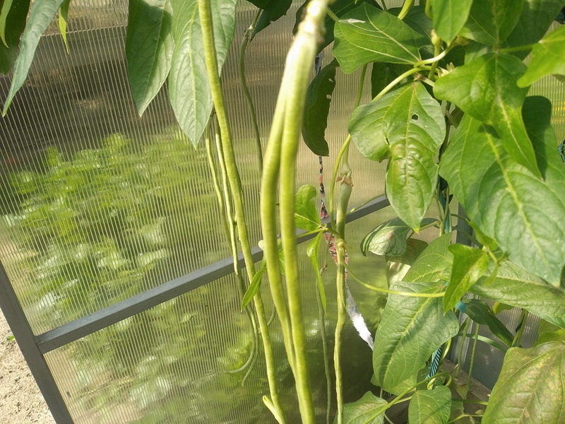 Вигна диаметром 0,5 см