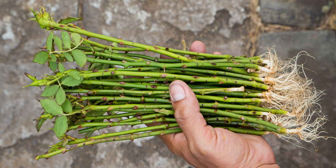 Любой черенок (от розы до винограда) пустит корни. Приживаемость 97% в августе-сентябре: 3 метода укоренения