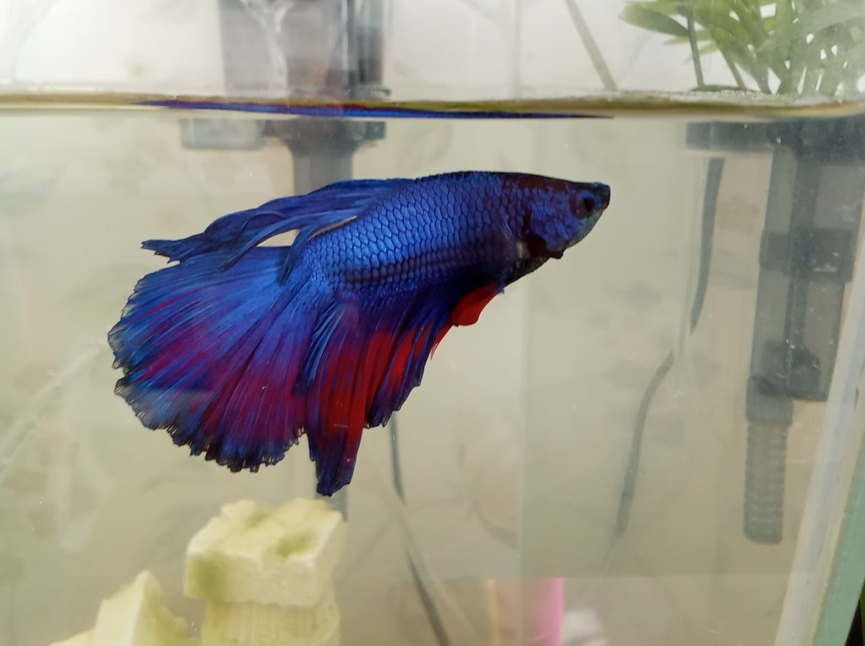 Фото Млавы. Синяя рыбка счастья