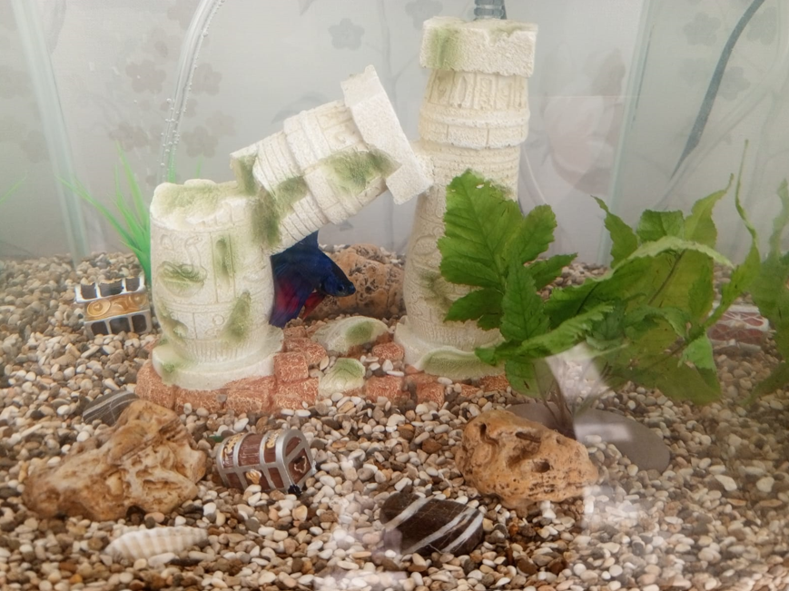 Фото в декорациях