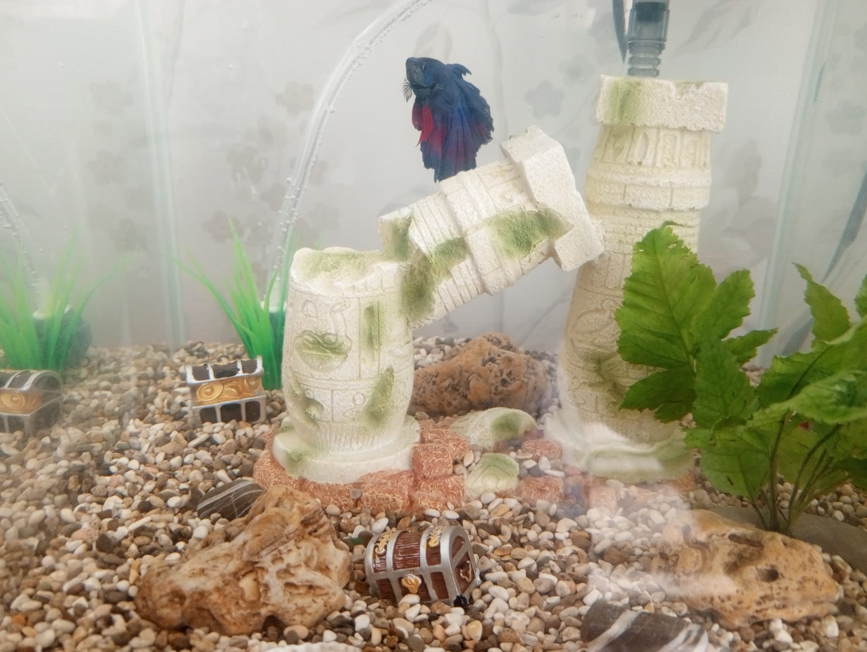 Фото в декорациях