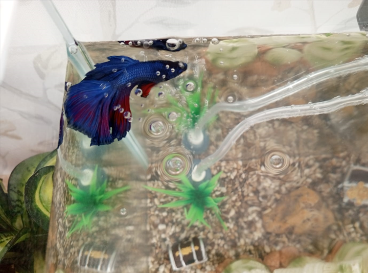 Купается в пузырьках воздуха