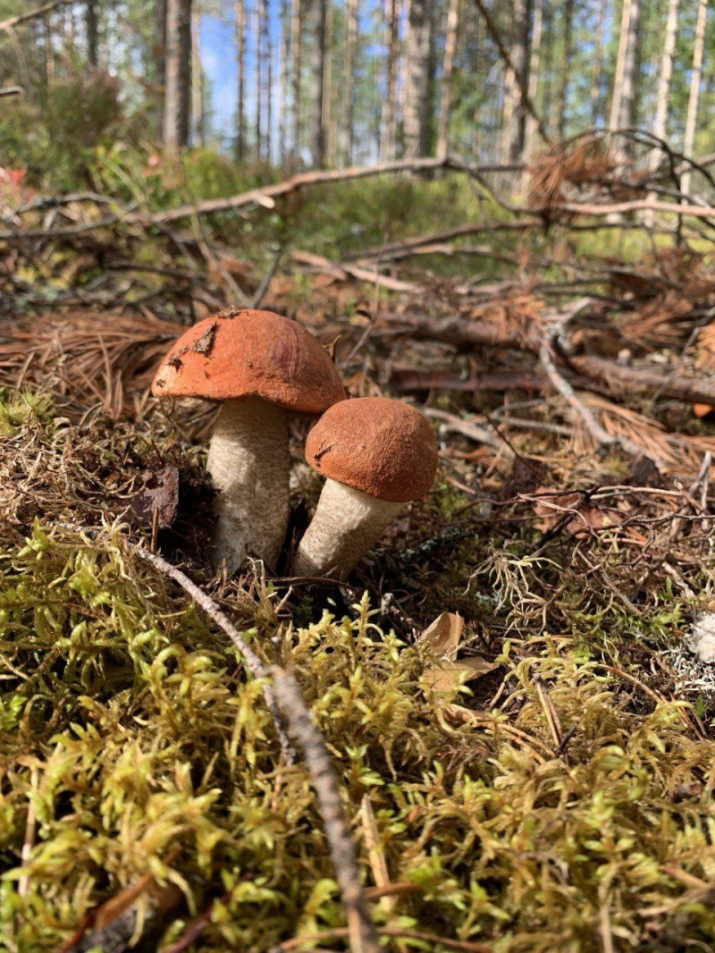    Спикер Заксобрания Карелии вышел на "тихую охоту"Заксобрание Карелии