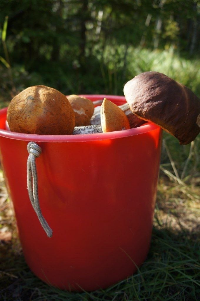    Спикер Заксобрания Карелии вышел на "тихую охоту"Заксобрание Карелии