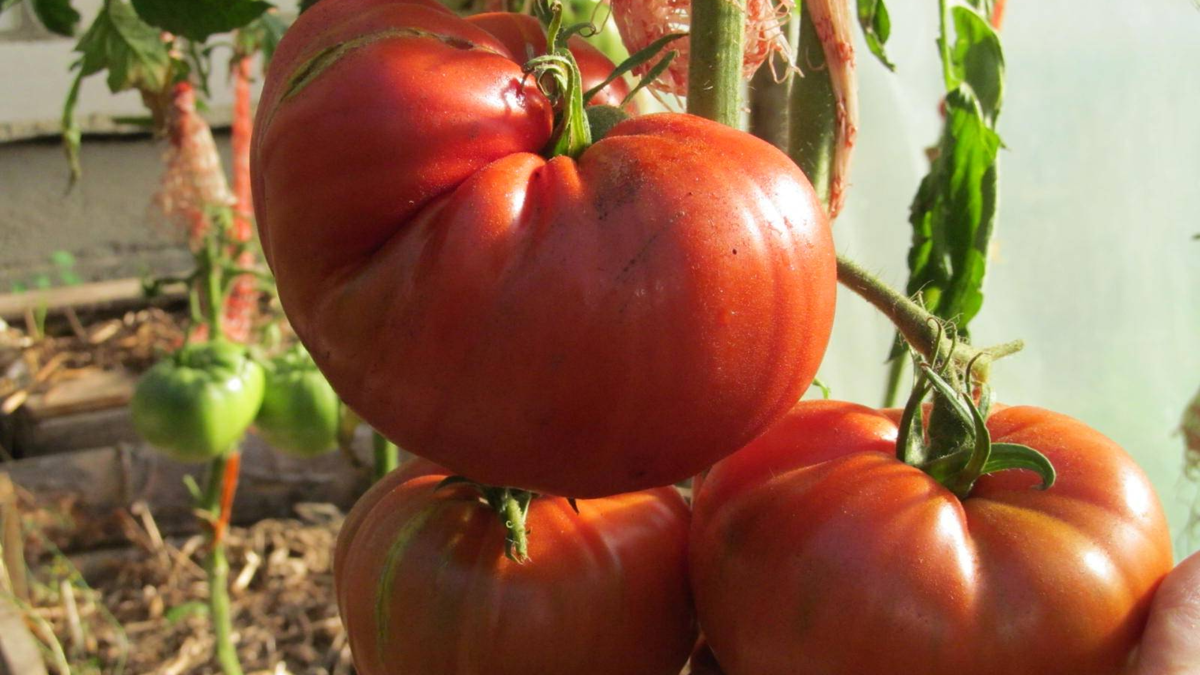 «Сахарный гигант»