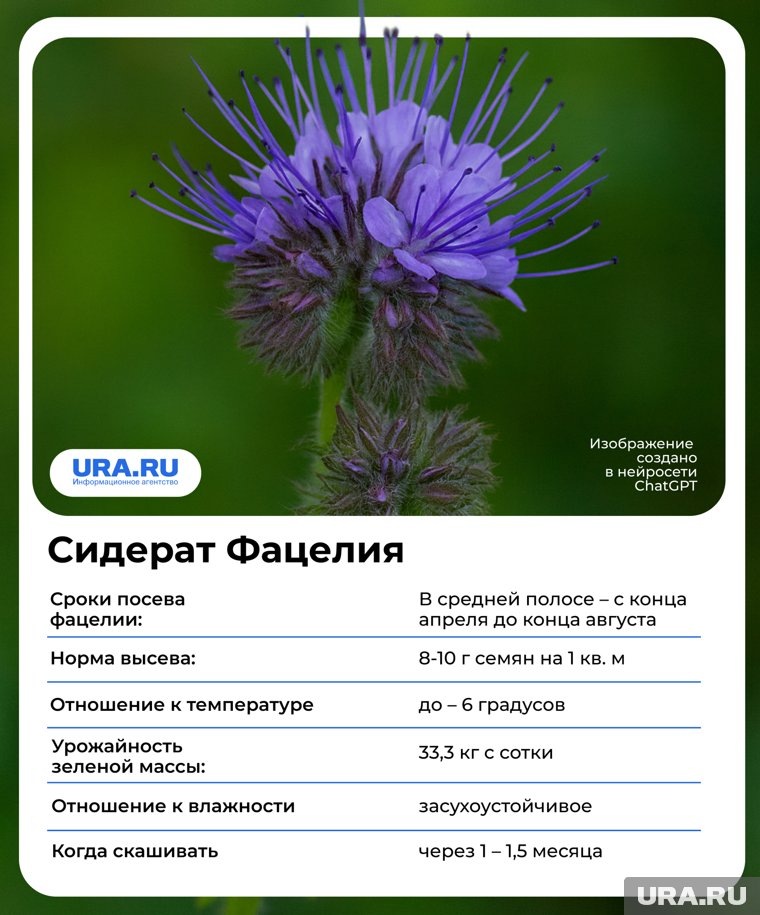     Сидераты наполняют почву нужными микроэлементами URA.RU