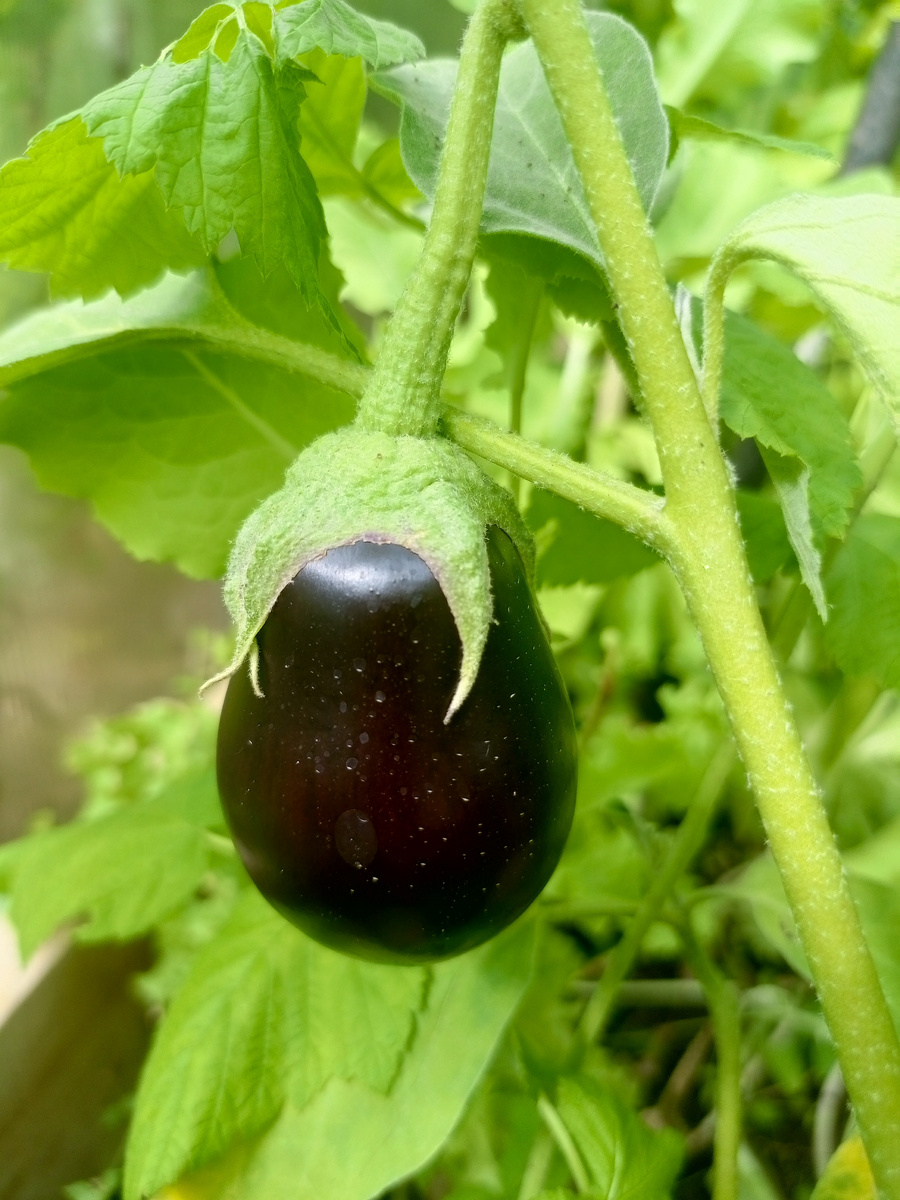 Баклажан Багира