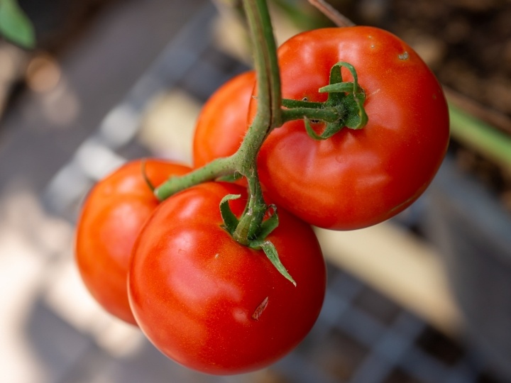 Томат Сибирский скороспелый. Фото: shutterstock.com