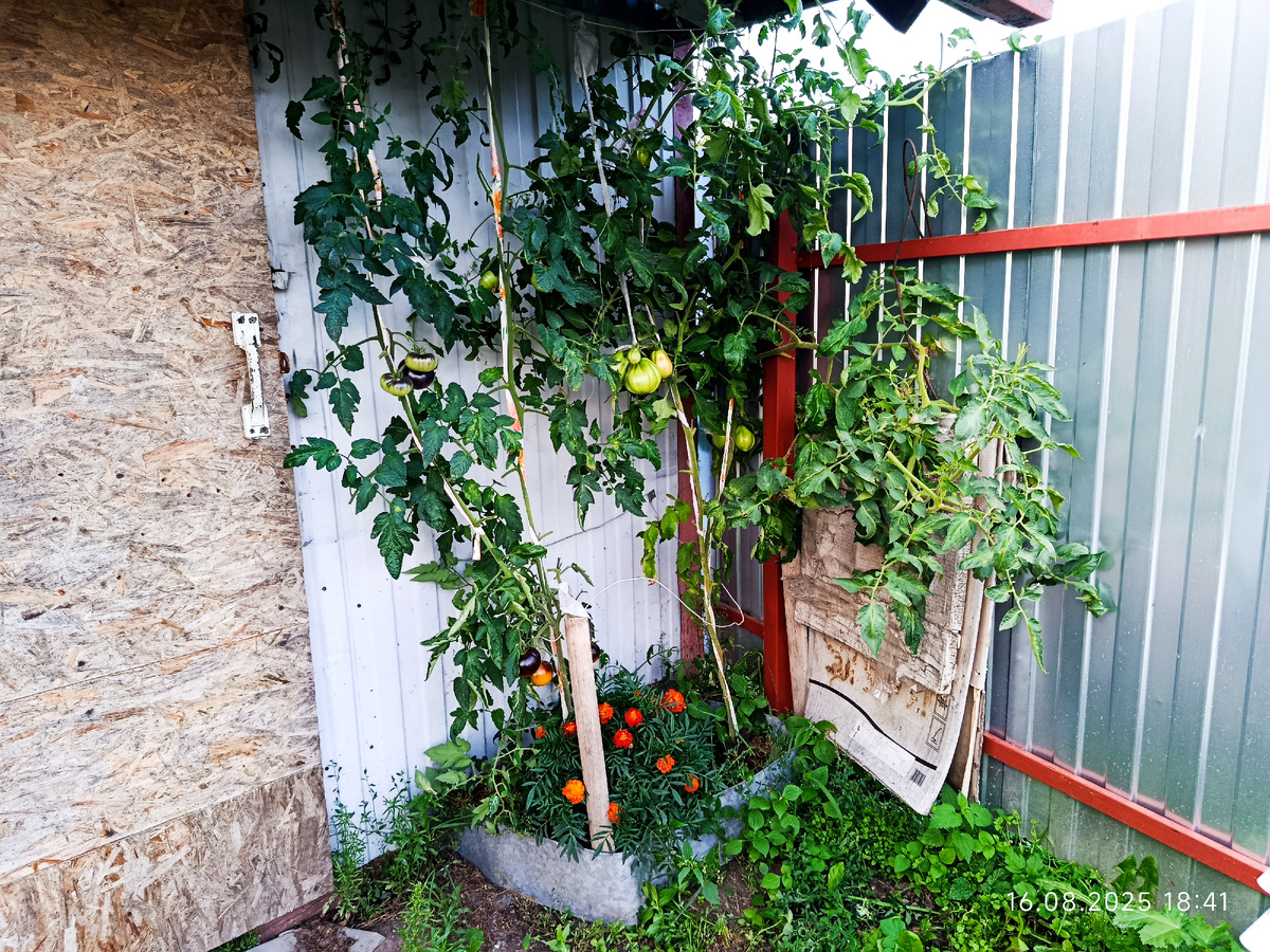 Дата фото 16 августа