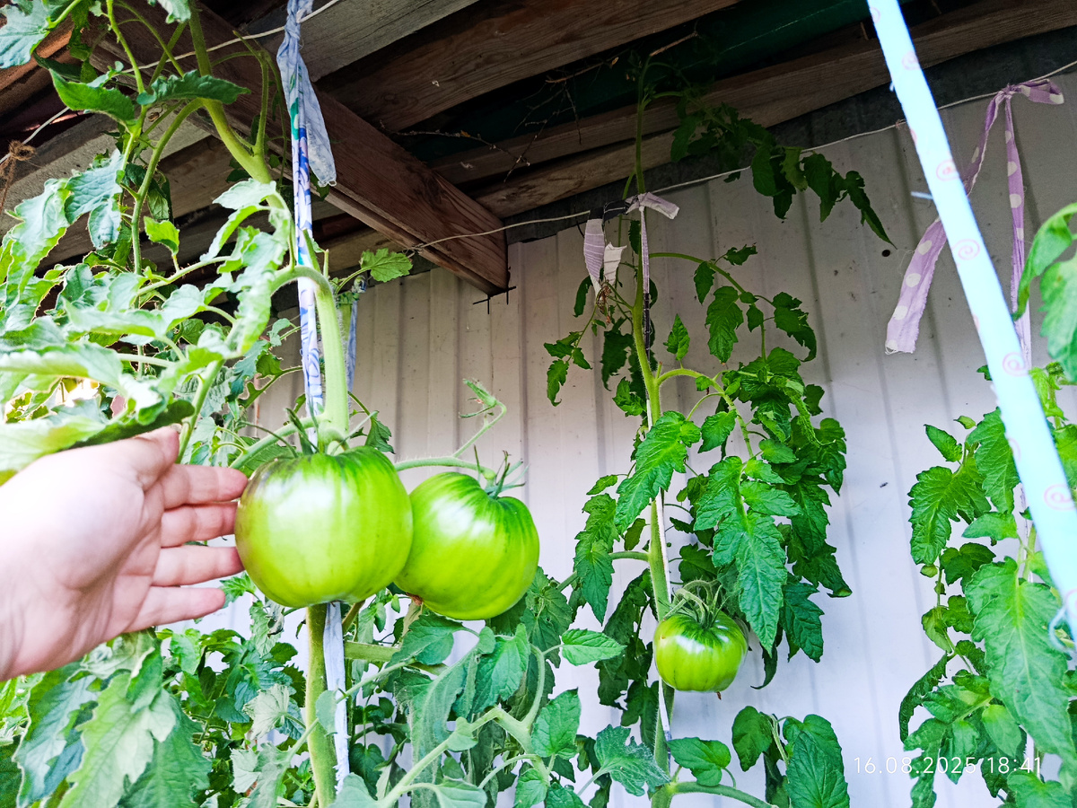 Чёрное сердце Бреда, и у него улица агрессивность не остановила. Дата фото 16 августа