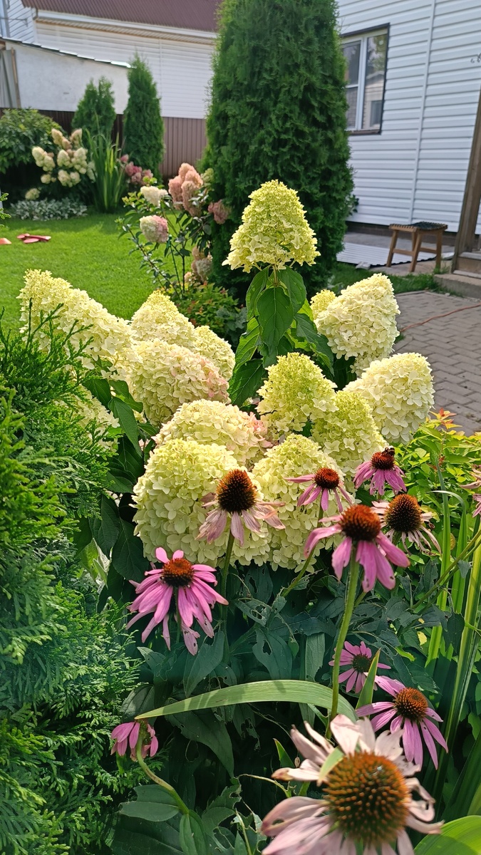 Сад автора, август, Гортензия Саммер Лав, Милк энд Хани, Диамантино, 