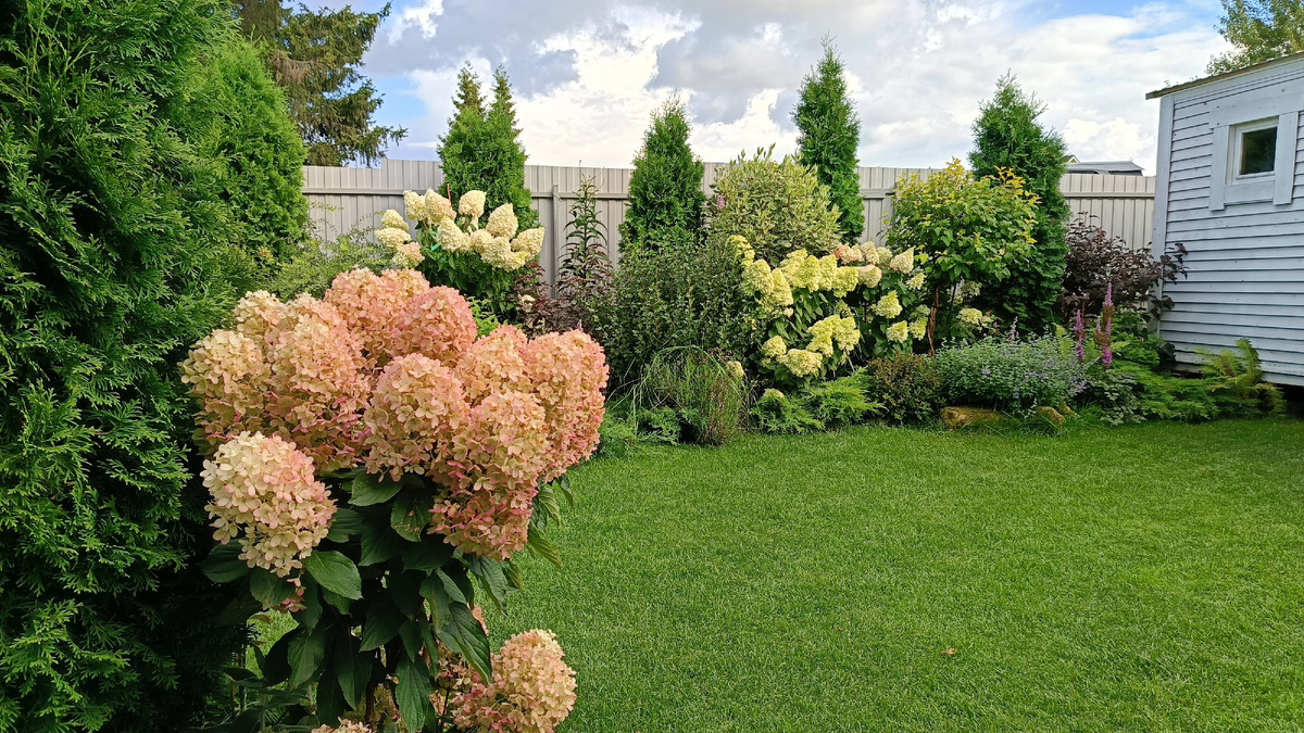 Сад автора, август, гортензия Милк энд Хани, Полярный медведь, Лайм лайт, Сильвер доллар