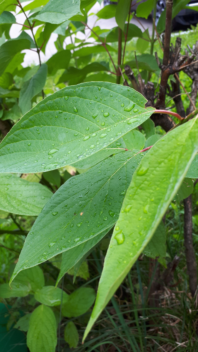 Капельки дождя на листочках . Чудесно .