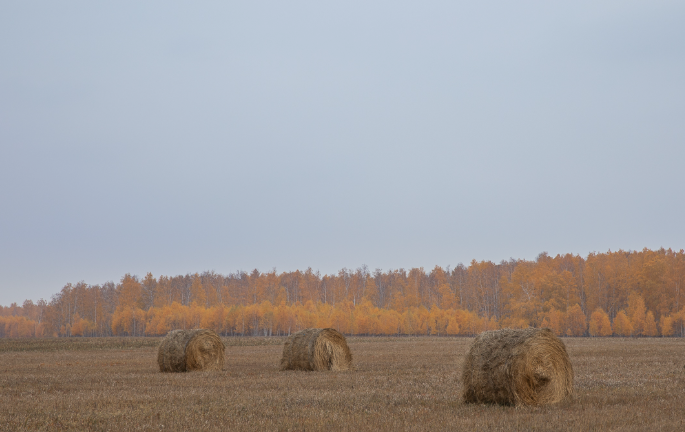 Фото с сайта https://earthwatching.livejournal.com/105508.html