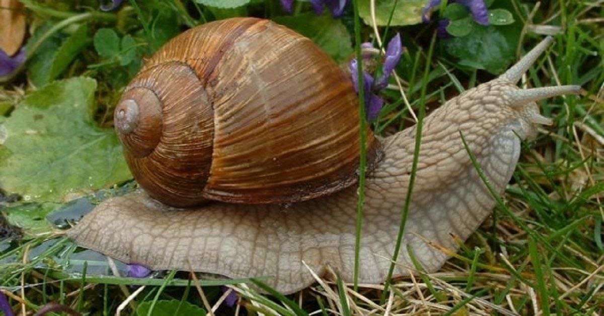 Садовые улитки