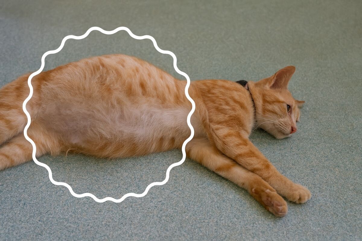 Как проявляется FIP