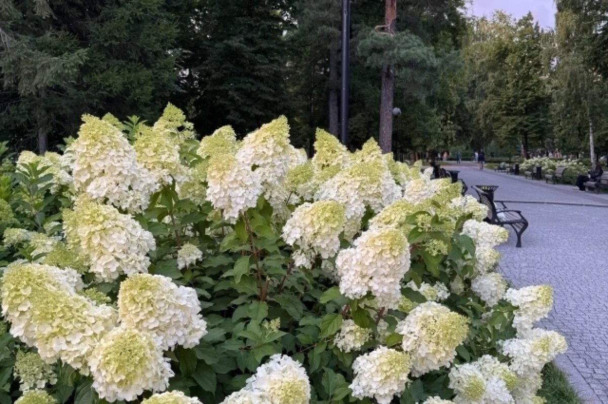    В Центральном парке Новосибирска вандалы разрушают цветочные клумбы
