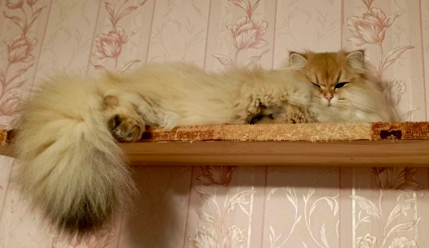 Тигра: "А у нас всё хорошо!"