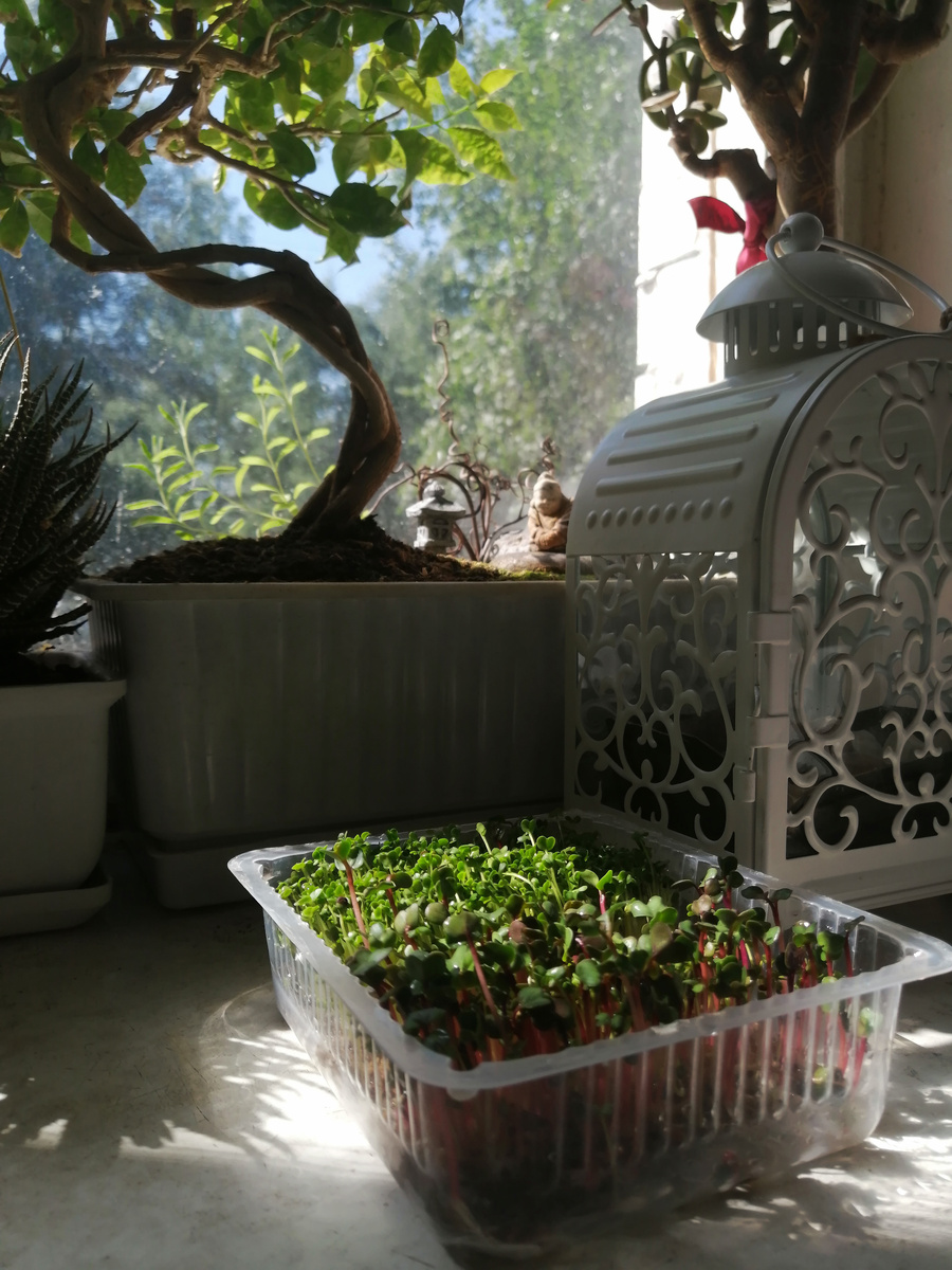 Лаванда под изогнутым "стволом", листья в лучах солнца. Это после освобождения от "сорняков". А на первом плане макрозелень (редис, брокколи и что-то ещё)