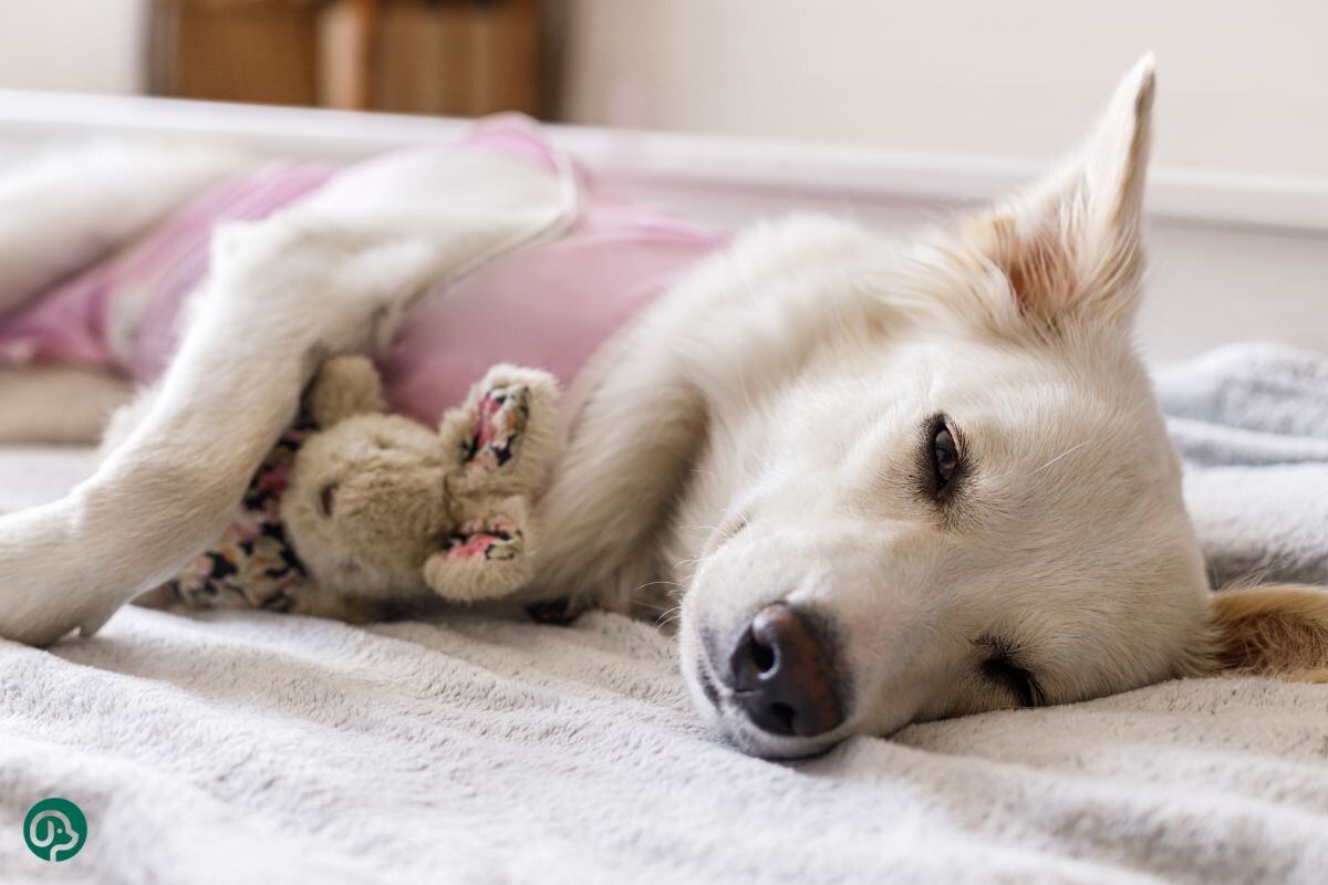 Собака после стерилизации