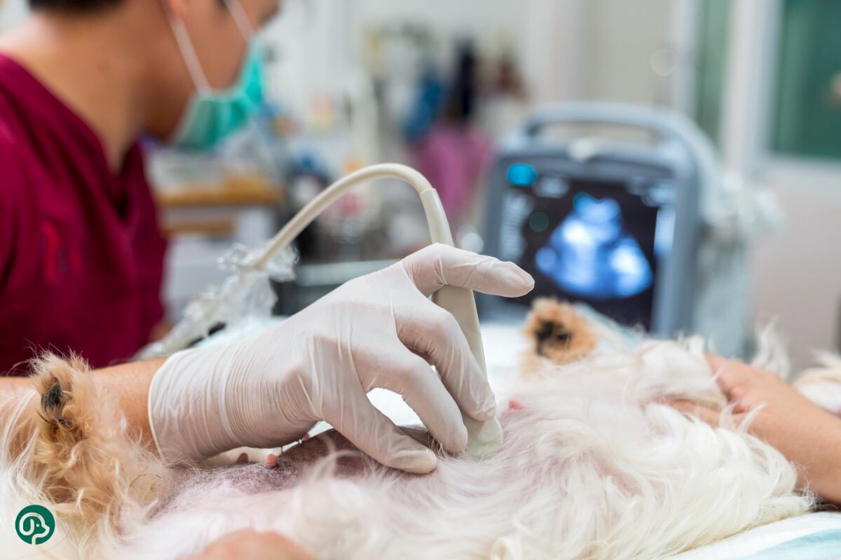 Ультразвуковое исследование 