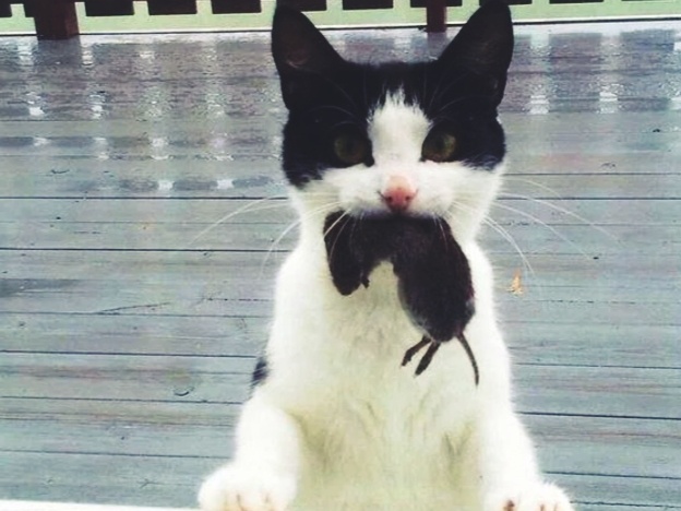 Как отказаться от мыши, которую принесла кошка, чтобы не обидеть отчаянную охотницу