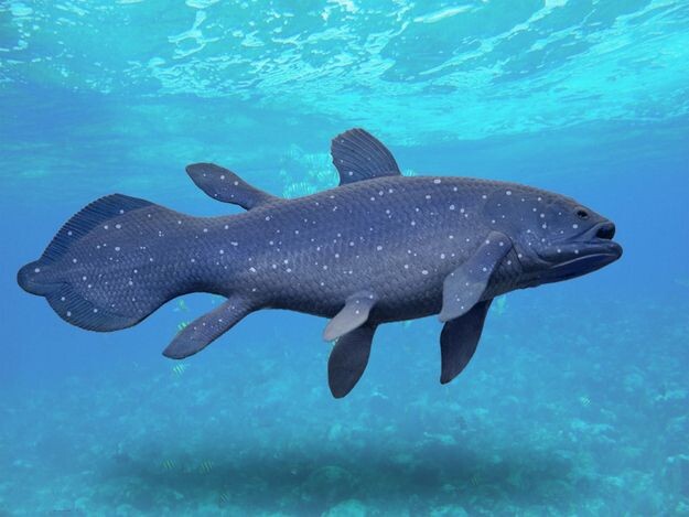 Coelacanth (Latimeria chalumnae)