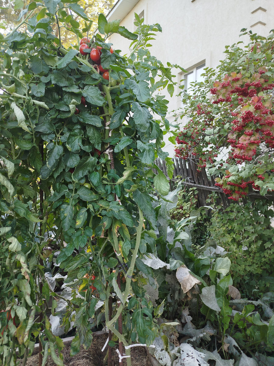 Неизвестный сорт от соседки, мой кумир по сладости в этом году