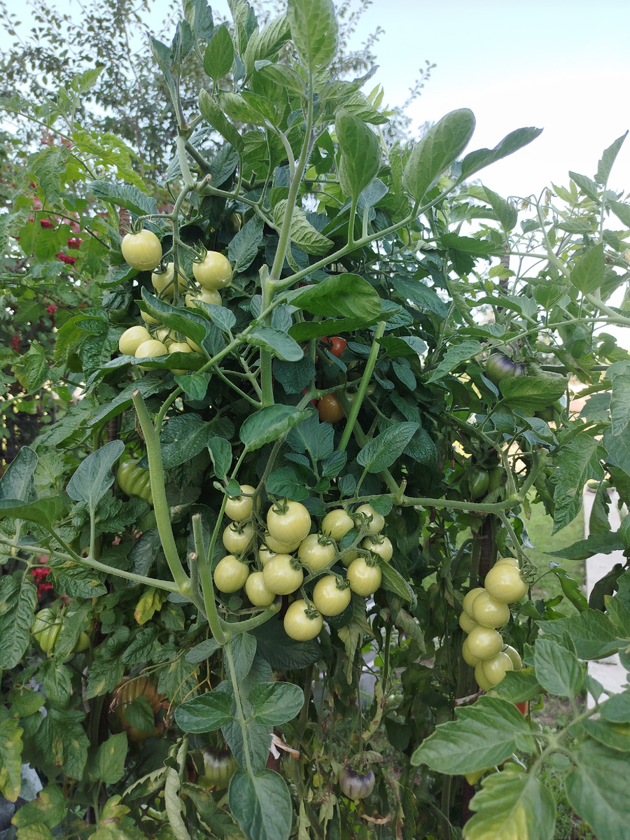 Он же, навалился уже шестыми и седьмыми кистями на другую сторону 